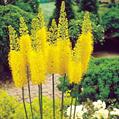 Eremurus Himalaicus